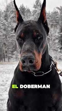 5 Things Every Doberman Owner Must Know #doberman #dogs #tips
