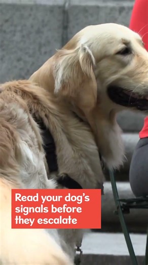 Decoding Calm and Stressed Dog Signals