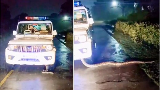 Python crawls out of police jeep, slithers into forest as cops watch. Viral video