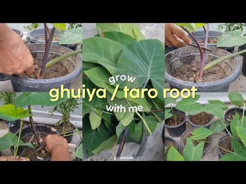 Propagate Taro Root/ Colocasia (घुइयां) with me | घुइयां की घर पे उगाए