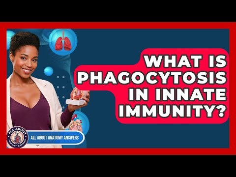 What Is Phagocytosis In Innate Immunity? - All About Anatomy Answers