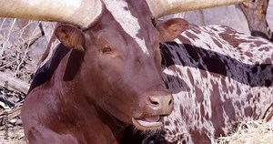 Watusi cattle chewing on food while turning to face camera - close up