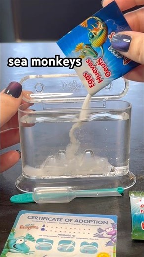 Let’s hatch sea monkeys