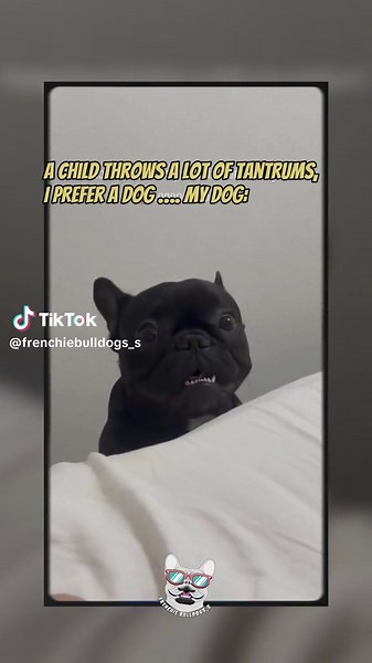 😂😂 📸 pequena__zoe #CapCut #frenchie #pets #dogsoftiktok #dog #doglover #frenchbulldog #puppy #puppydog #frenchbulldogs #frenchiemom #dogs