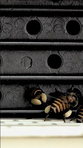 How does a pollen trap work? Herland's honey #honeybees #beekeeping #pollen #udumalpet #coimbatore