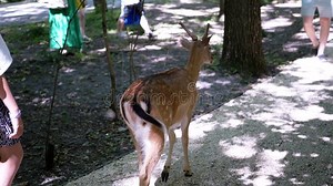 Deer walking in park stock footage. Video of outdoors - 345787314