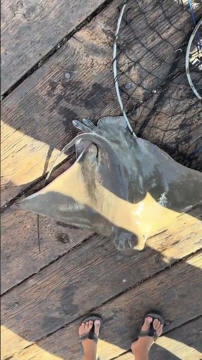 Bat Ray landed on the pier #fishing #fishingtrip #pierfishing #fish