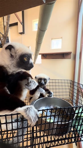 Duke Lemur Center on Instagram: "Let's eat breakfast with mama 😋 Want to make someone smile today? Send them this video of four-month-old Coquerel's sifaka Junius eating his daily primate chow in a basket with mom Francesca 🥰 Baby lemurs like Junius aren’t just cute—they’re a crucial part of the DLC’s conservation breeding program, which has celebrated over 3,400 births since the Lemur Center was founded in 1966. Together, Coquerel’s sifakas at the DLC and other institutions worldwide form a g
