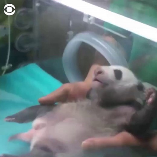 BABY BOYS: A zoo in Madrid, Spain, announced that giant panda twins born at the zoo in September of 2021 were male. Their mother, Hua Zui Ba, dotes on the twin boys in this video. | CBS News