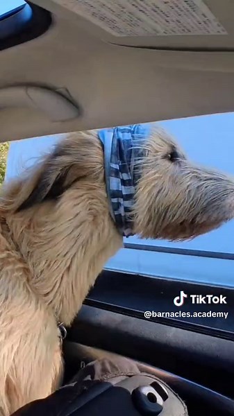 Stayin Alive #pets #dog #giant #irishwolfhound