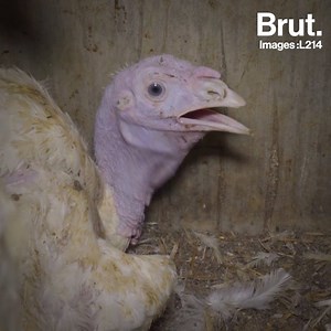 726K views · 3.1K reactions | Leur durée de vie dépend de la taille de votre four. L214 Ethique et Animaux a filmé les conditions de vie des dindes dans un élevage intensif. | Brut nature FR | Facebook