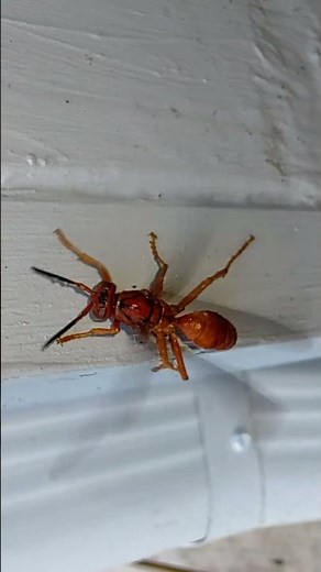 Meet the striking red paper wasp! 🐝