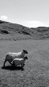 1.5K views · 44 reactions | Harris Tweed Hebrides Natural Collection...