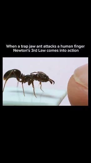 What Happens When a Trap Jaw Ant Bites a Finger?