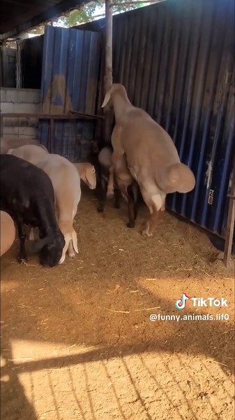 Goats with Indian Swag Embrace Farm Life