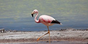 Andean flamingo - Alchetron, The Free Social Encyclopedia