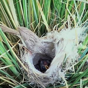 The Innocent Bird Was Feeding It's Young Ones At Morning | Review All Birds
