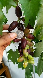 5K views · 32 reactions | Grafting examples, please like and share殺 | Grafting Examples | Facebook