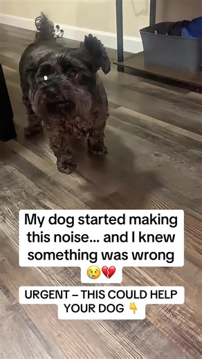 Urgent Tips for Dog Breathing Issues: A Personal Experience