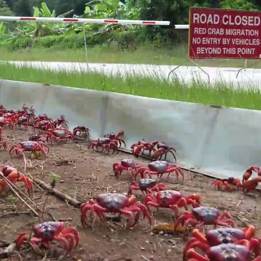 572K views · 1.1K reactions | Every year, the red crab population in Christmas Island, Australia leave their home in the forest and make their way through town to get to the Indian Ocean for the season. Check out more trending stories on ITK: https://bit.ly/39pSMAR | In The Know | Facebook