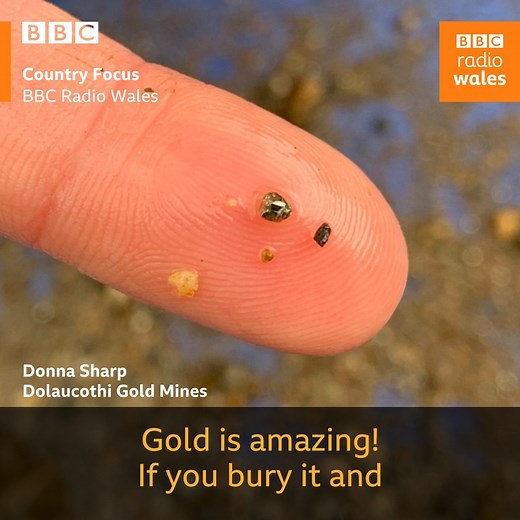 'The gold in Wales hangs from the mines like bunches of grapes'! 🍇 As mining for gold returns to Wales, here's a look at the history of Dolaucothi gold mines in Carmarthenshire... | BBC Radio Wales