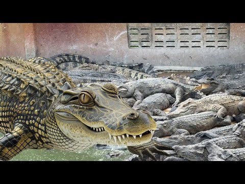 How Crocodiles Live on the Farm 🐊 Reptile Life Exposed #crocodilefarm #CrocodileVideo