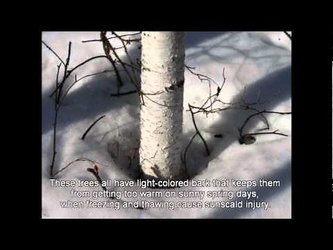 Birch, Aspen, and Poplar in Alaska's National Parks