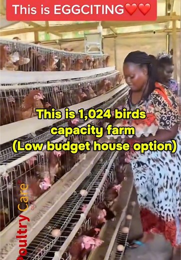 Profitable Poultry Farming: Start a 1,024-Bird Farm