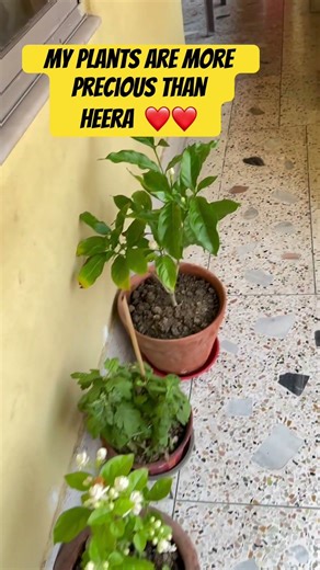 My Balcony Garden | #subscribe #sushmitabhattacharya #goodmorning #