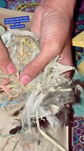 1.5M views · 87K reactions | We saved the sparrow babies. Nest 調 諸 was broken and babies were on the road. We placed the bird house and put that on same place where there was nest. So sparrow parents came and fed the babies. Its breeding season of birds please if you find any babies fallen from nest help them to get back to 調 諸 nest #share #bekindtoanimals #savelife #happyfamily | Critters Ark welfare Organization | Facebook