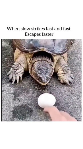 Universalhub on Instagram: "When speed is a necessity but nature only gives you a slow-moving shell, you have to master the art of the lightning-fast strike. This video showcases the unexpected agility of a snapping turtle, a creature that has evolved to turn its patient, sedentary lifestyle into a tactical advantage. While most animals—and even humans—underestimate the speed of a turtle, these snaps prove that being "slow" is just a part of its strategy to lure prey into a false sense of securi
