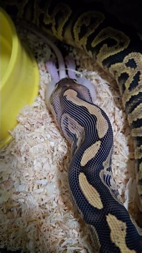 #ballpython #ballpythonfeeding