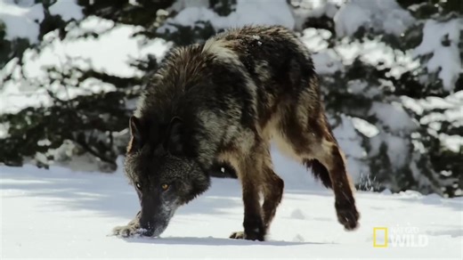 Understanding the Presence of the Black Wolf