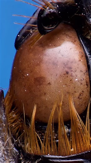 Cole Samuel Barlow on Instagram: "Taking about 175 images using Nikon’s Focus Shift feature on my d850, I was able to compile these photographs into one image for a fairly crispy portrait shot of the largest beetle in the Eastern United States, the Eastern Hercules Beetle! This one is female. Stacking Software: @helicon_focus ————————— Eastern Hercules Beetle 🪲 𝘋𝘺𝘯𝘢𝘴𝘵𝘦𝘴 𝘵𝘪𝘵𝘺𝘶𝘴 Elizabeth City, North Carolina October 2025 ————————— #easternherculesbeetle #entomology #entomologyphoto
