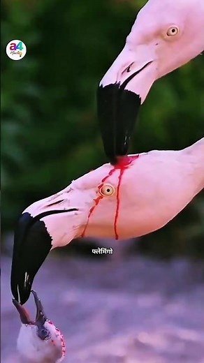 Flamingo Feeding Blood viral video#a4facts#shorts #facts #viral