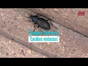 Biegacz fioletowy (Carabus violaceus)