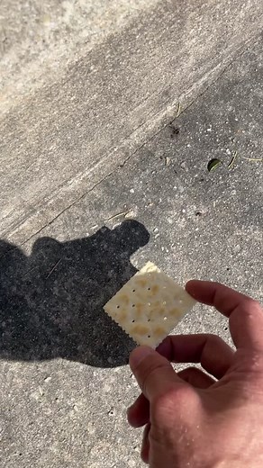 Ants April Fools Prank with King Zippy Ant Execution