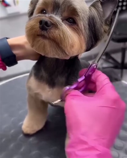 🐾 Adorable Yorkie Puppies Available for Adoption! 🐾 Our precious Yorkshire Terrier (Yorkie) puppies are ready to find their forever homes 💛 They are raised with love, well-socialized, and perfect for families, singles, and first-time pet parents. ✨ About our puppies: 🐶 Small size, big personality 🐶 Low-shedding & allergy-friendly 🐶 Loving, intelligent & playful 🐶 Great with kids and other pets 🐶 Vet-checked, healthy & happy 🐶 Early socialization and basic training started Each puppy has