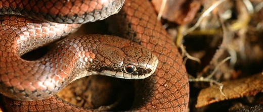 Sharp-Tailed Snake