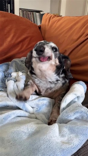 Mister Ernie the Cute Dachshund — Sweet Senior Moments