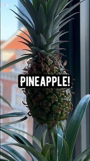 How to Make the Tops of Pineapples Grow a New Pineapple | creative explained