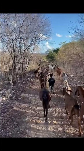 A Força do Sertão: Tocando as Cabras na Caatinga! 🌵🐐