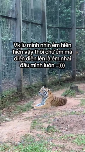 Tour Nhốt Người Thả Thú tại Vinpearl Safari Phú Quốc