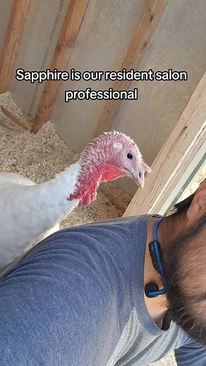 Through our "Adopt a Turkey" program, you can support Sapphire's lifelong care at our sanctuary with a one-time donation of $35 (the average cost of a turkey dinner). This also makes a great gift for the compassionate person in your life. ⁠Order by the 21st and get your card and sticker in time for Thanksgiving. ⁠ ⁠ Simply, go to the link in our bio to charliesacres.org to #adoptaturkey⁠ ⁠ Sapphire and her best friend, Mei Li, were rescued from a large industrial farm, where they endured harsh c