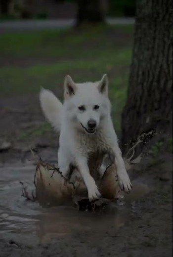 Happy dog goes absolutely wild in muddy puddles! 🐶💦