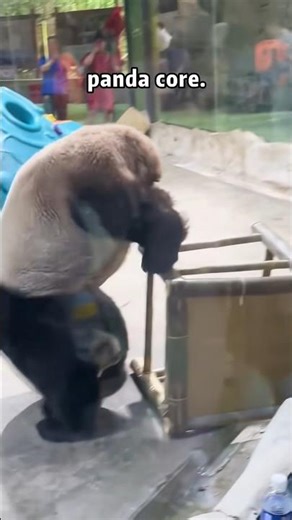 Why Are These Pandas Falling Everywhere?! 🐼🔥#funny #viral