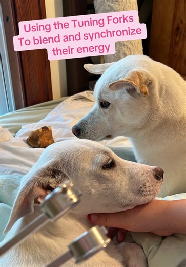 Tuning Forks for Pet Integration