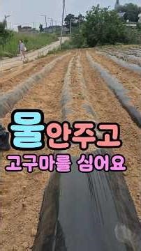 #물안주고 #고구마심기 #방법이있네요.