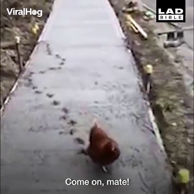 "Why did the chicken cross the wet cement?" 😂🐔 | LADbible