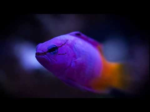 Facts: The Royal Gramma